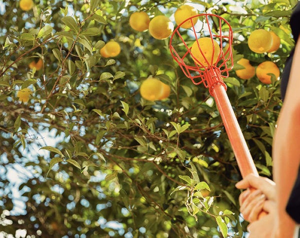 Tramontina Fruit Picker with Wooden Handle
