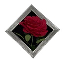 Classy Homes Artificial Plants With Frame, 20x20cm