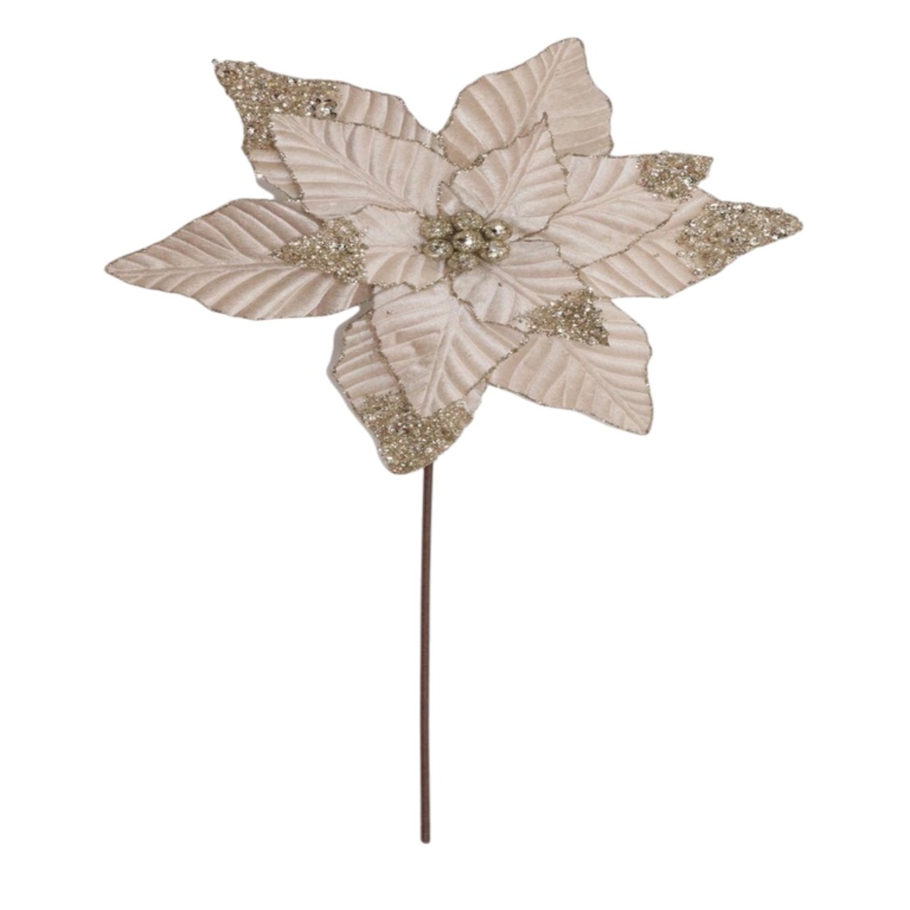 ^Miro Poinsettia 36x50cm Champagne