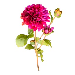 [HHGD-PLNT-01023 (CH0244P9) CHAF31818] Classy Homes Artificial Flower, 67Cm