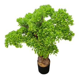 [HHGD-PLNT-01063 (CH0478P17) CHAP31858] Classy Homes Artificial Plant, 63cm