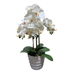 [HHGD-PLNT-01103 (CHLY-0768-36) CHAP31898] Classy Homes Artificial Plant, 53cm
