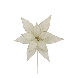 [831-AMX044-2564IB] ^Miro Poinsettia 47x50cm Ivory/ Gold